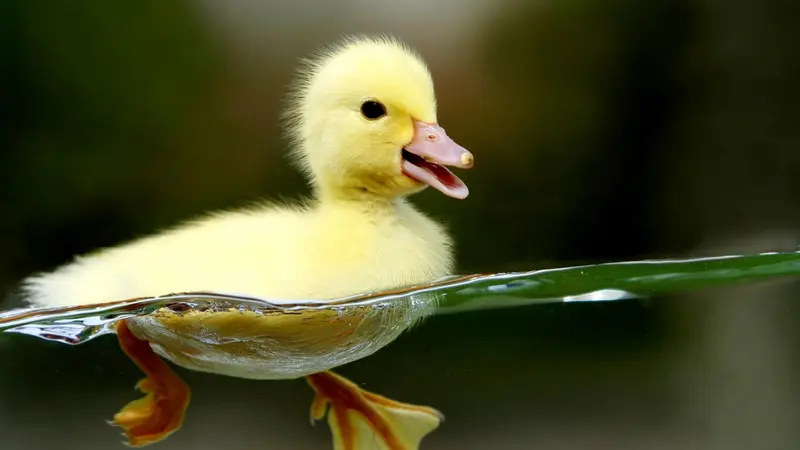 Arti Mimpi Tentang Bebek: Simbol Kesuburan, Rezeki, dan Kecerdikan