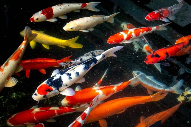 01h5y4s9qqw2qv4rhac9f3prmy Arti Mimpi Tentang Memberi Makan Ikan