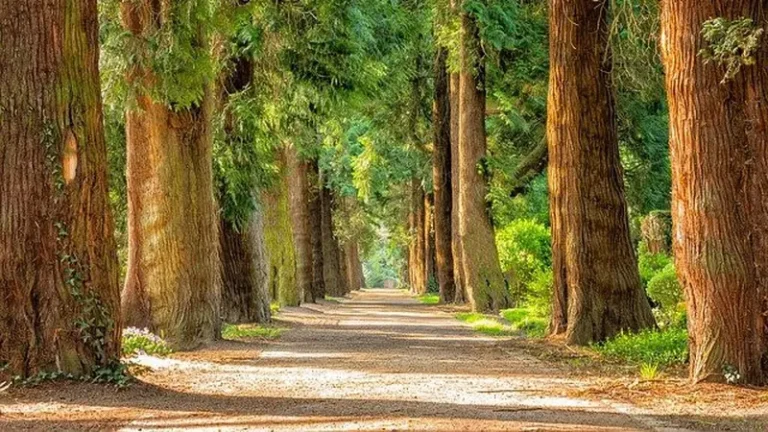 Arti Mimpi Melihat Banyak Pohon: Simbol Kehidupan, Rezeki, dan Petunjuk Alam Bawah Sadar