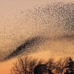 Arti Mimpi Melihat Banyak Burung Terbang: Pertanda Baik atau Buruk?
