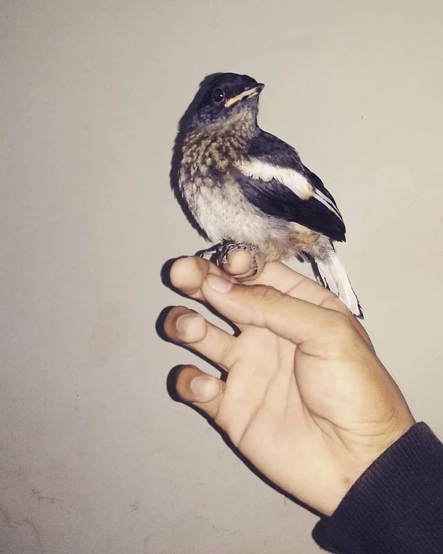 2d095cf7db05a81a29c44256c4863ff1 Arti Mimpi Burung Masuk Rumah: Pertanda Baik atau Buruk?