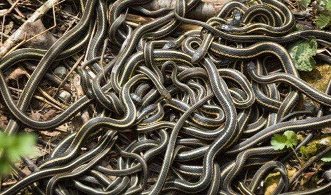 Erek Erek 2D Arti Mimpi Melihat Banyak Ular di Jalan