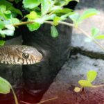 Arti Mimpi Melihat Ular di Pot Bunga: Pertanda dan Makna Tersembunyi