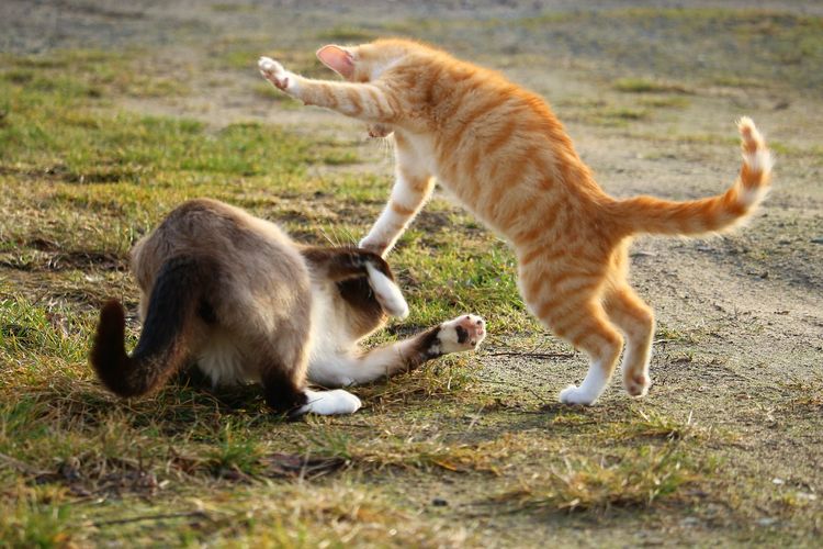 60308cf435361 Arti Mimpi Melihat Kucing Berkelahi: Pertanda Apa dalam Kehidupanmu?