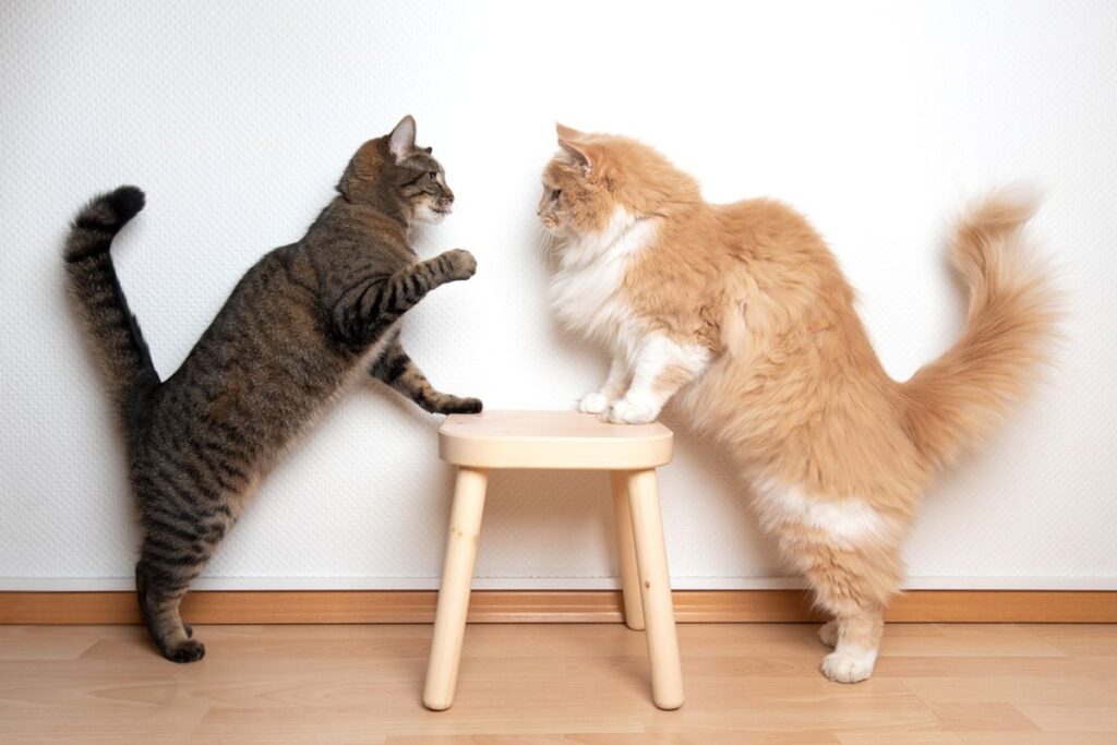 Arti Mimpi Melihat Kucing Berkelahi: Pertanda Apa dalam Kehidupanmu?