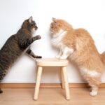 Arti Mimpi Melihat Kucing Berkelahi: Pertanda Apa dalam Kehidupanmu?