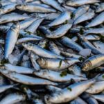 Erek Erek 2D Arti Mimpi Melihat Banyak Ikan: Pertanda Rezeki atau Peringatan? - Mimpi merupakan bunga tidur yang seringkali menyimpan pesan simbolik bagi kehidupan nyata seseorang. S