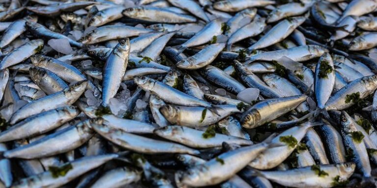 Erek Erek 2D Arti Mimpi Melihat Banyak Ikan: Pertanda Rezeki atau Peringatan? - Mimpi merupakan bunga tidur yang seringkali menyimpan pesan simbolik bagi kehidupan nyata seseorang. S