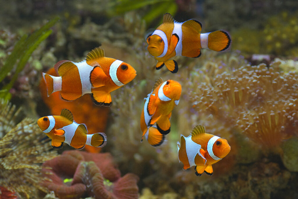 8914-1024x683 Arti Mimpi Tentang Ikan: Simbol Rezeki, Emosi, dan Keberuntungan