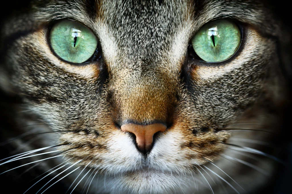 Arti Mimpi Tentang Kucing: Simbol Keberuntungan atau Peringatan?