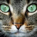Arti Mimpi Tentang Kucing: Simbol Keberuntungan atau Peringatan?