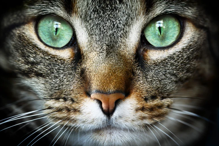 Arti Mimpi Tentang Kucing: Simbol Keberuntungan atau Peringatan?