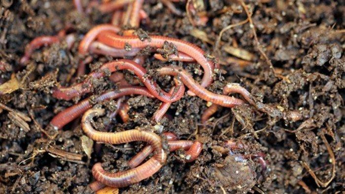 Hati-hati-Inilah-11-Arti-Mimpi-Cacing-Banyak-Cacing-Menurut-Primbon-Jawa-Tak-Melulu-Keberuntungan Arti Mimpi Tentang Cacing: Simbol Kehidupan, Gangguan, atau Pembersihan?
