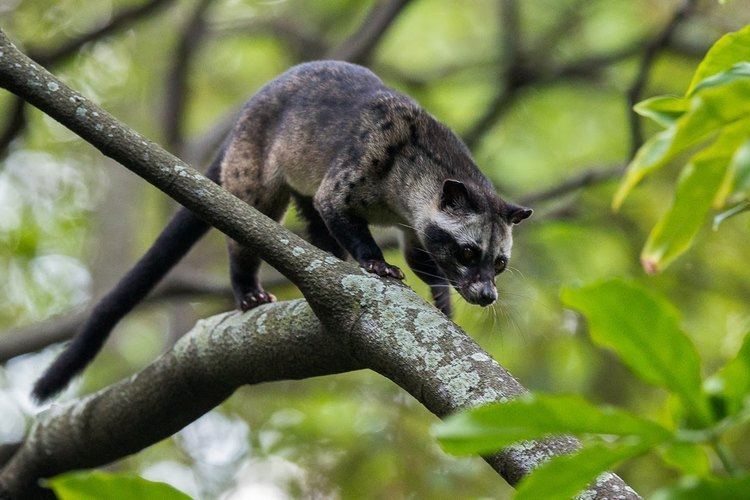 Arti Mimpi Tentang Musang: Simbol Kewaspadaan, Kelicikan, dan Insting Bertahan