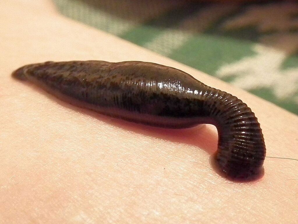 Sucking_leech-1024x768 Arti Mimpi Tentang Lintah: Simbol Energi Negatif, Penguras Emosi, dan Pertanda Keberuntungan Tersembunyi