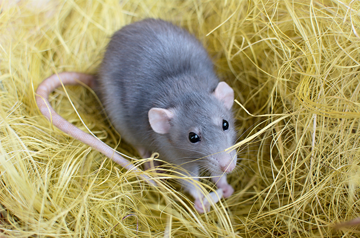 Arti mimpi tikus sering dihubungkan dengan pengkhianatan, kecemasan, atau rezeki tersembunyi. Simak tafsir dan angka erek-erek tikus di sini!