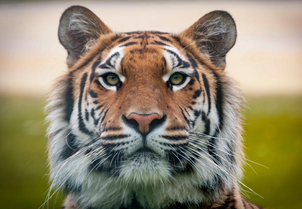 Arti Mimpi Tentang Harimau: Simbol Kekuatan atau Ancaman?