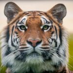 Arti Mimpi Tentang Harimau: Simbol Kekuatan atau Ancaman?