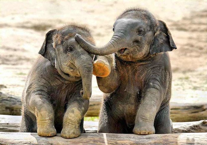 anak-gajah-1 Arti Mimpi Melihat Anak Gajah: Pertanda Baik atau Buruk?