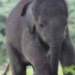 Arti Mimpi Melihat Anak Gajah: Pertanda Baik atau Buruk?