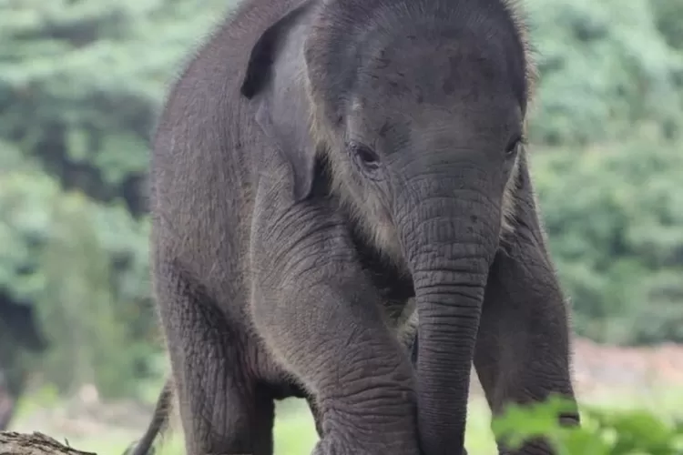Arti Mimpi Melihat Anak Gajah: Pertanda Baik atau Buruk?