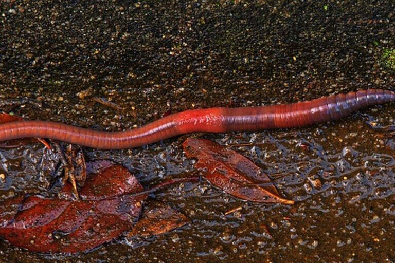 Arti Mimpi Tentang Cacing: Simbol Kehidupan, Gangguan, atau Pembersihan?