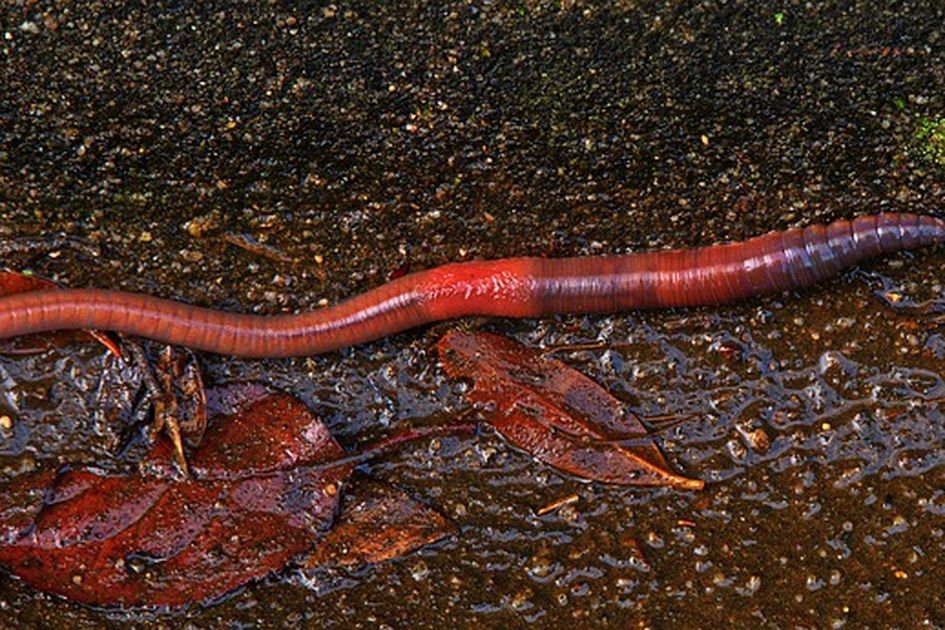 Arti Mimpi Tentang Cacing: Simbol Kehidupan, Gangguan, atau Pembersihan?