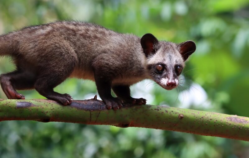 cara-mengusir-musang-yang-berkeliaran-di-rumah-800x509-1 Arti Mimpi Tentang Musang: Simbol Kewaspadaan, Kelicikan, dan Insting Bertahan