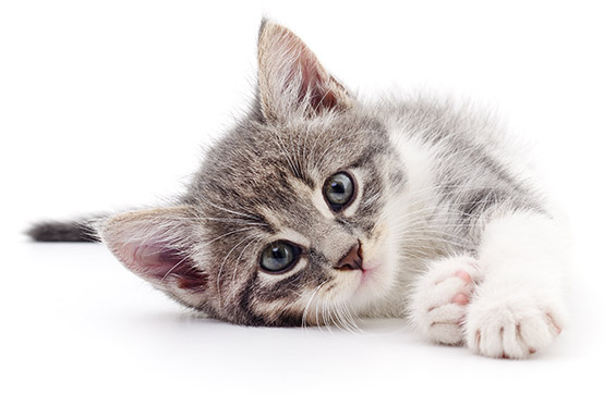 cat-lying-down Arti Mimpi Tentang Kucing: Simbol Keberuntungan atau Peringatan?