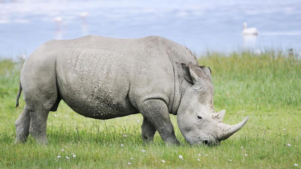 ceratotherium-simum-cottoni-northern-white-rhinoceros_169-1024x575 Arti Mimpi Tentang Badak: Simbol Kekuatan, Keteguhan, dan Perlindungan