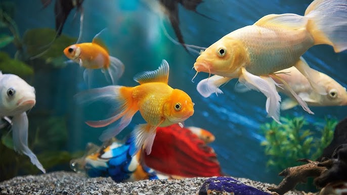 Arti Mimpi Tentang Ikan: Simbol Rezeki, Emosi, dan Keberuntungan