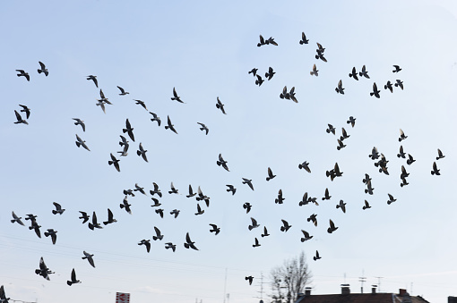 istockphoto-515751204-170667a Arti Mimpi Melihat Banyak Burung Terbang: Pertanda Baik atau Buruk?