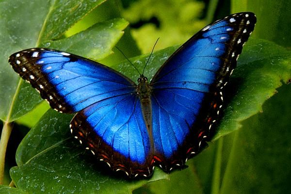kupu-kupu-bersayap-biru-5ca079913ba7f77d930e27a2 Arti Mimpi Melihat Banyak Kupu-Kupu Cantik: Pertanda Kebaikan, Cinta, atau Perubahan?