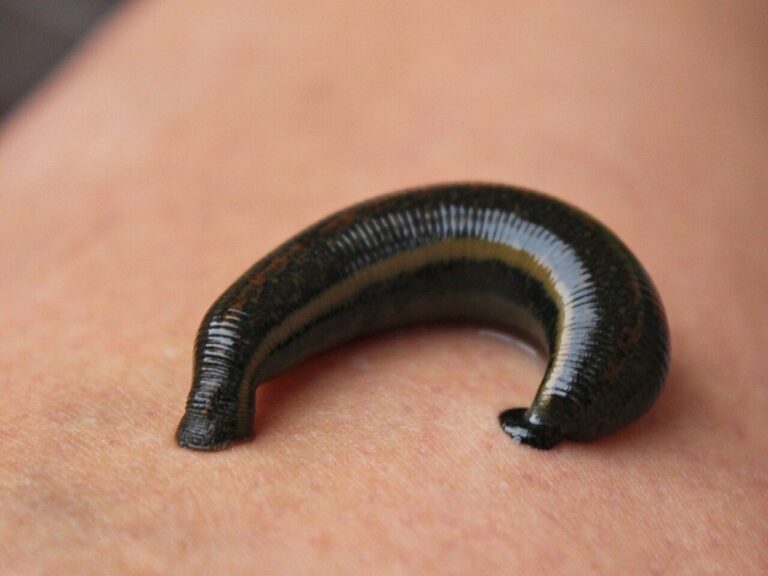 Arti Mimpi Tentang Binatang Lintah: Simbol Energi Negatif, Penguras Emosi, dan Pertanda Keberuntungan Tersembunyi