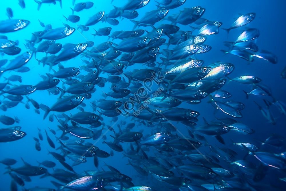 lovepik-lot-of-small-fish-in-the-sea-under-water-photo-image_352437199-1 Erek Erek 2D Arti Mimpi Melihat Banyak Ikan