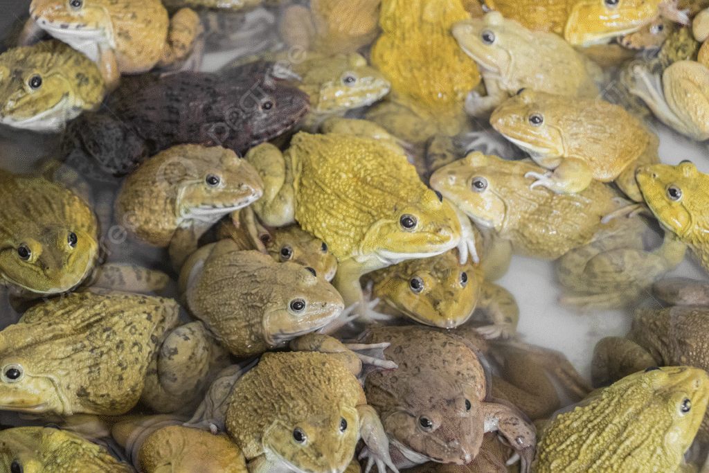 pngtree-a-multitude-of-toads-and-frogs-congregating-at-bangrak-market-in-picture-image_11233207-1024x683 Arti Mimpi Melihat Banyak Katak: Pertanda Rezeki, Perubahan, atau Gangguan?