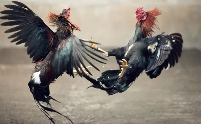 puerto-rico-legalkan-sabung-ayam-220728y Arti Mimpi Tentang Sabung Ayam: Pertanda Persaingan, Keberanian, atau Kehilangan?