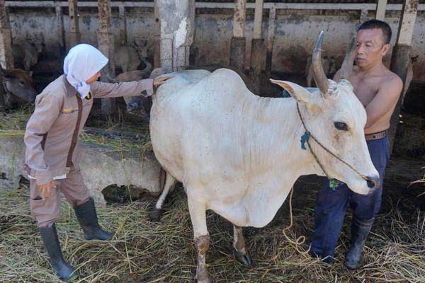 Arti Mimpi Memotong Hewan Sapi: Pertanda Baik atau Buruk?