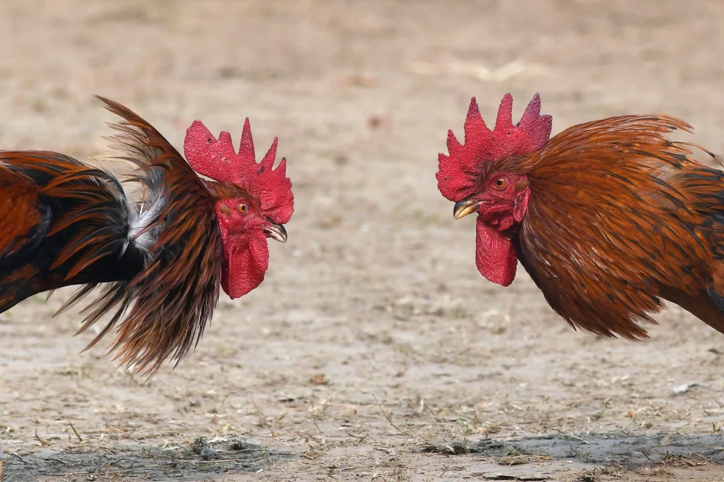 Arti Mimpi Tentang Sabung Ayam: Pertanda Persaingan, Keberanian, atau Kehilangan?
