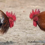 Arti Mimpi Tentang Sabung Ayam: Pertanda Persaingan, Keberanian, atau Kehilangan?