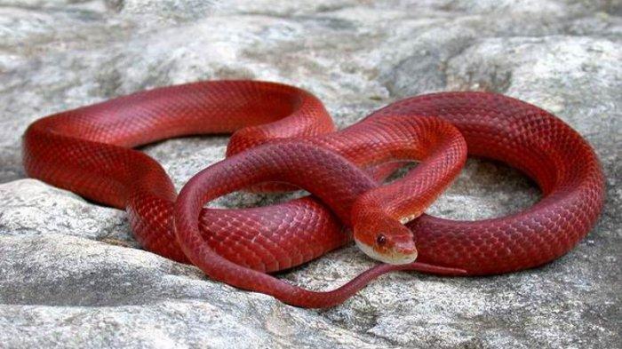 Arti Mimpi Melihat Ular Merah Besar: Pertanda Baik atau Buruk?