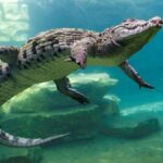Arti Mimpi Tentang Buaya: Pertanda Bahaya atau Kekuatan Tersembunyi?
