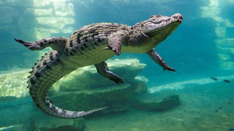 Arti Mimpi Tentang Buaya: Pertanda Bahaya atau Kekuatan Tersembunyi?