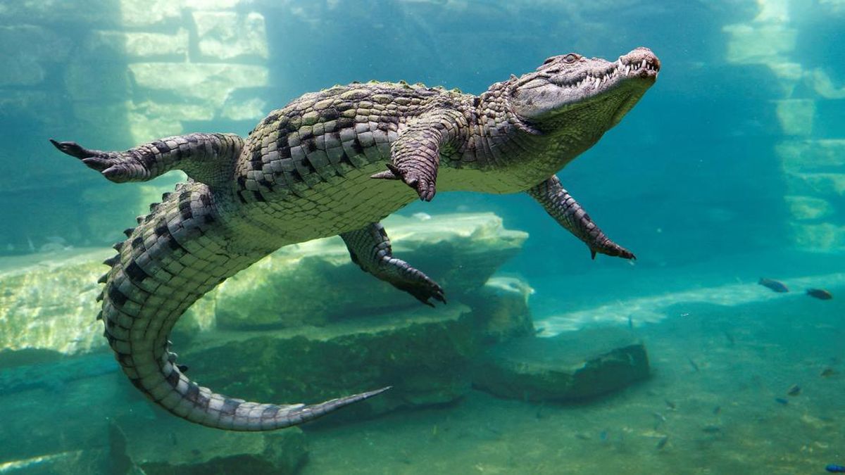 Arti Mimpi Tentang Buaya: Pertanda Bahaya atau Kekuatan Tersembunyi?