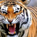 5 Arti Mimpi Tentang Harimau dan Angka Erek-Erek 2D 3D 4D