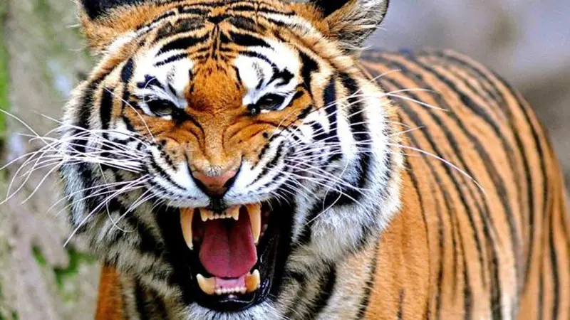 5 Arti Mimpi Tentang Harimau dan Angka Erek-Erek 2D 3D 4D