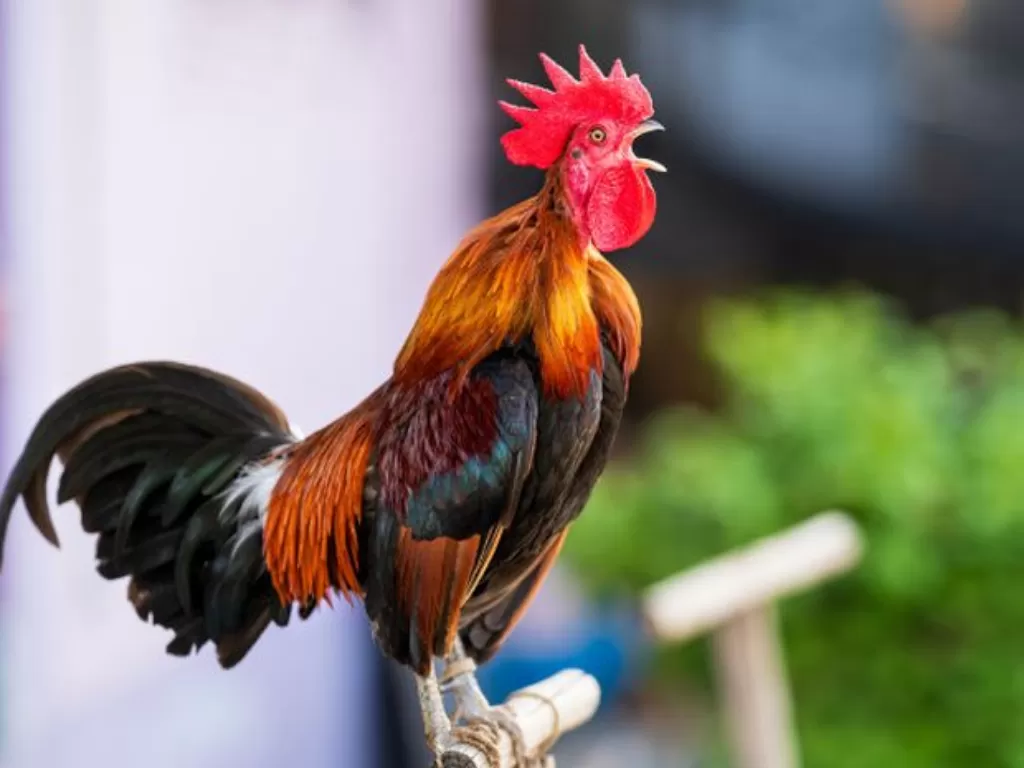Ayam-Jantan-Berkokok-Linimassa Arti Mimpi Ayam Berkokok: Pertanda Baik atau Buruk?