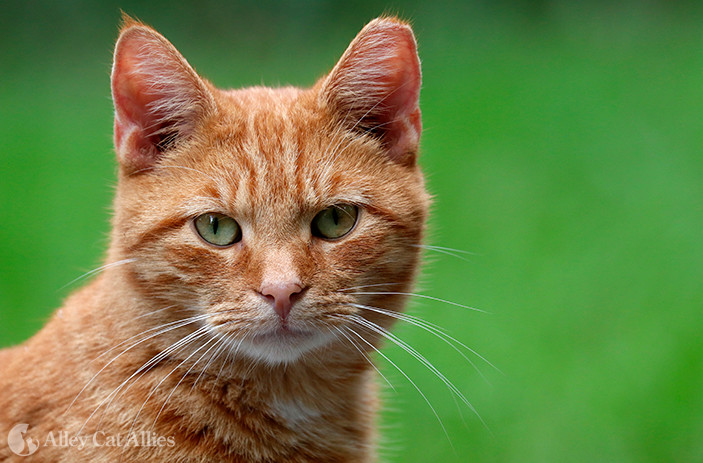 5 Arti Mimpi Tentang Kucing: Simbol Misteri, Keberuntungan, dan Emosi Tersembunyi