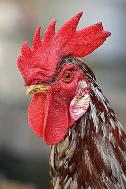 Rooster_portrait2 5 Arti Mimpi Tentang Ayam Menurut Primbon Jawa dan Tafsir Mimpi Modern