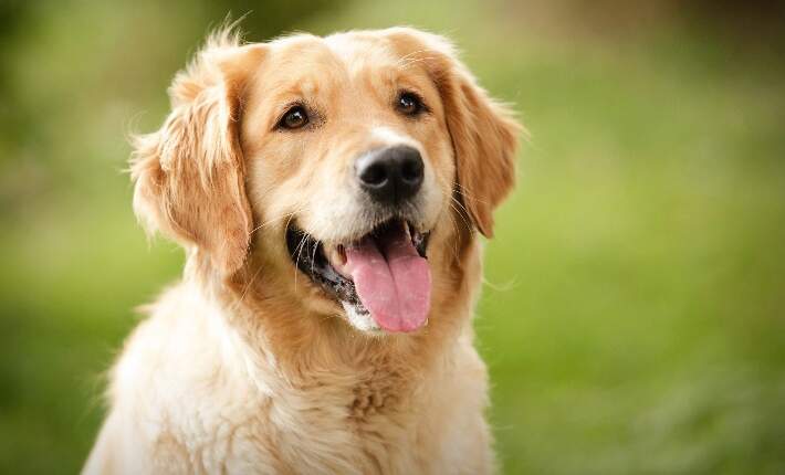 5 Arti Mimpi Tentang Anjing dan Angka Erek-Erek 2D 3D 4D